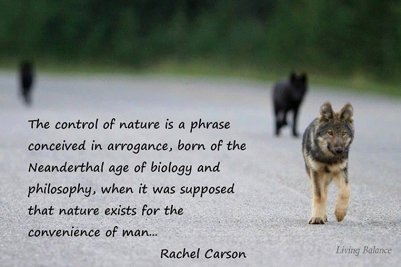 La biología del lobo – Asociación para la Conservación y Estudio del Lobo  Ibérico